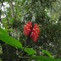 Pachystachys coccinea (Aubl.) Nees